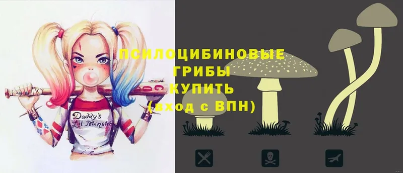 Галлюциногенные грибы Psilocybe  блэк спрут   Кедровый 